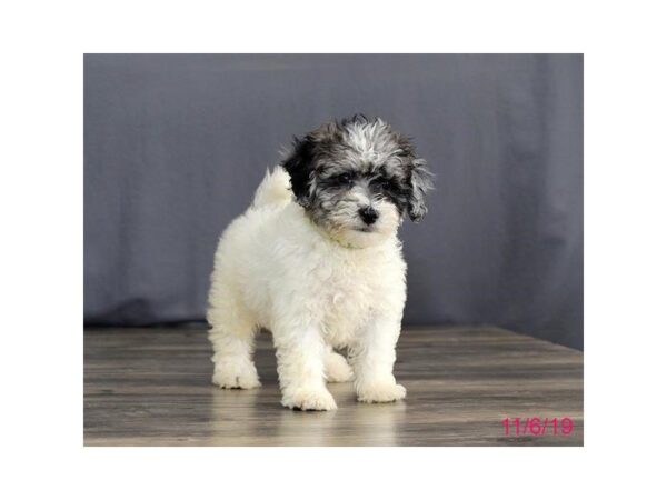 Poodle/Bichon DOG Male White Blue Merle 15868 Petland Iowa City, Iowa