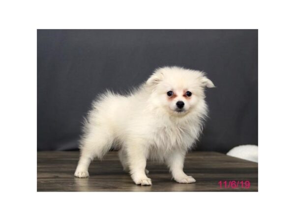 Pomeranian DOG Female Cream 15863 Petland Iowa City, Iowa