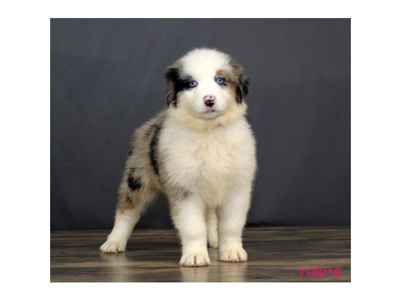 Australian Shepherd Dog Female Blue Merle 15859