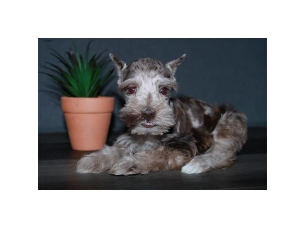 Miniature Schnauzer-DOG-Male-Chocolate Merle-15861-Petland Iowa City, Iowa