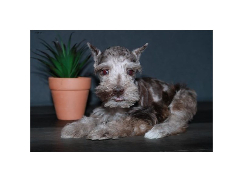 Miniature Schnauzer Dog Male Chocolate Merle 15861