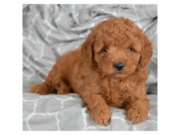 Poodle-DOG-Female-Red-15864-Petland Iowa City, Iowa