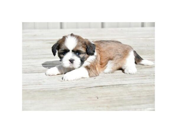 Shih Tzu DOG Male Red / White 15867 Petland Iowa City, Iowa