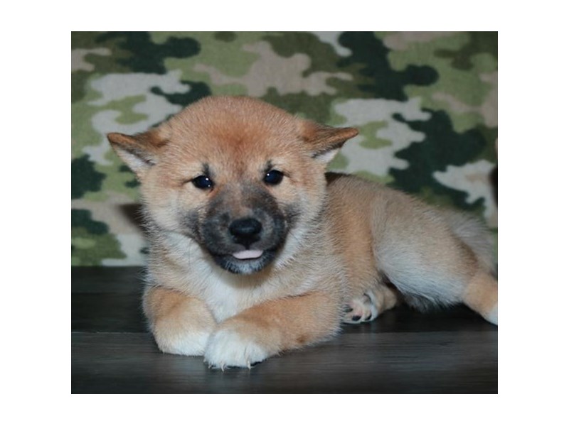 Shiba Inu Dog Female Red 15865