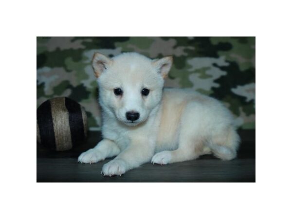 Shiba Inu DOG Male Cream 15866 Petland Iowa City, Iowa