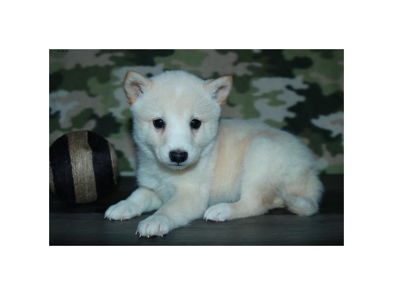 Shiba Inu Dog Male Cream 15866