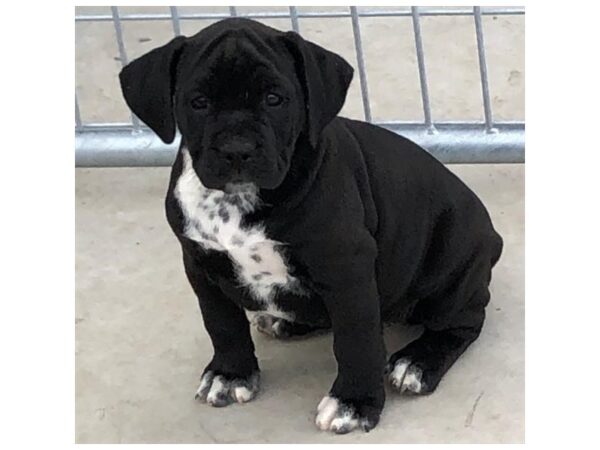 Bulldog DOG Female Black 15869 Petland Iowa City, Iowa