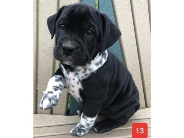 Bulldog-DOG-Female-Black-15870-Petland Iowa City, Iowa