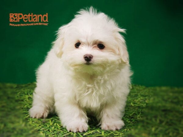 Maltese DOG Male White 15875 Petland Iowa City, Iowa