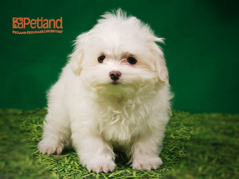 Maltese Dog Male White 15875