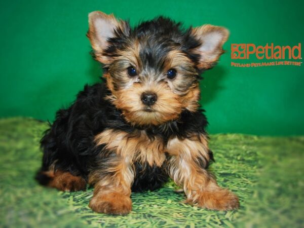 Yorkshire Terrier DOG Male Black & Gold 15874 Petland Iowa City, Iowa