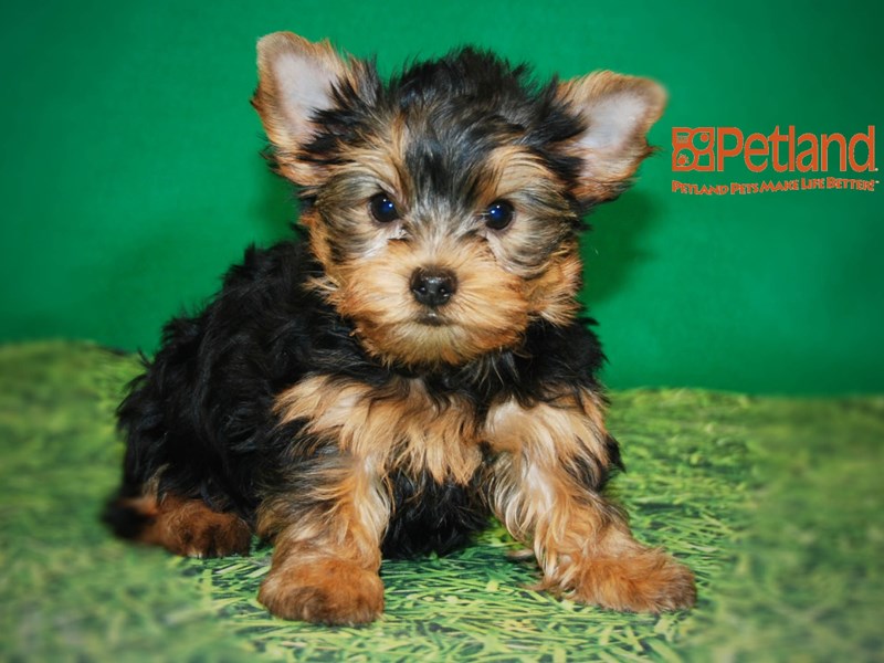 Yorkshire Terrier Dog Male Black & Gold 15874