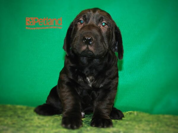 Basset Hound/Shar Pei DOG Male Black 15849 Petland Iowa City, Iowa