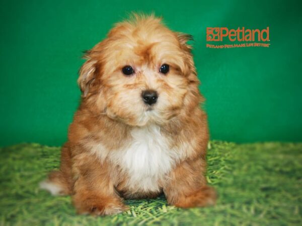 Yorkshire Terrier/Bichon Frise DOG Male 15858 Petland Iowa City, Iowa