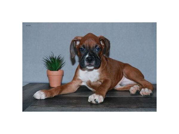 Boxer-DOG-Male-Mahogany-15885-Petland Iowa City, Iowa