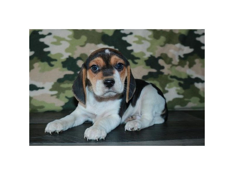 Beagle Dog Male Black Tan / White 15884