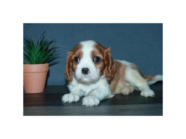 Cavalier King Charles Spaniel DOG Male Blenheim 15886 Petland Iowa City, Iowa