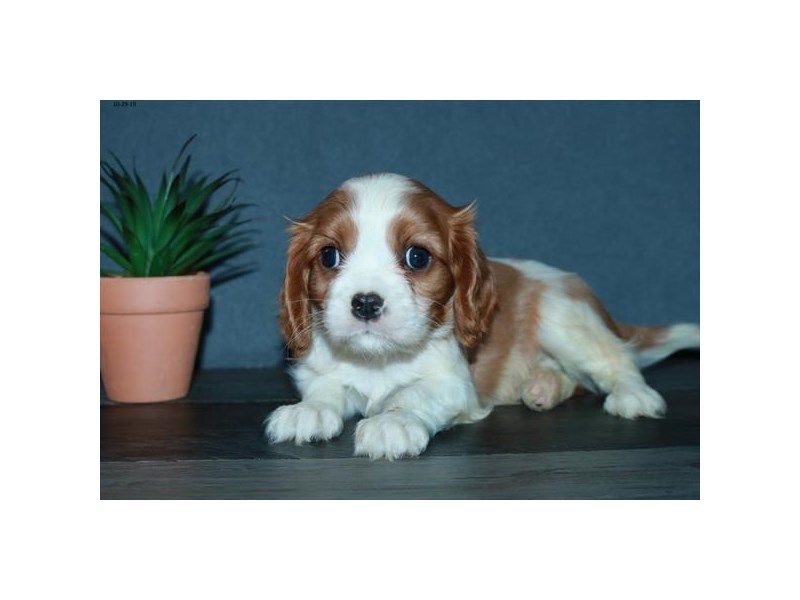 Cavalier King Charles Spaniel Dog Male Blenheim 15886