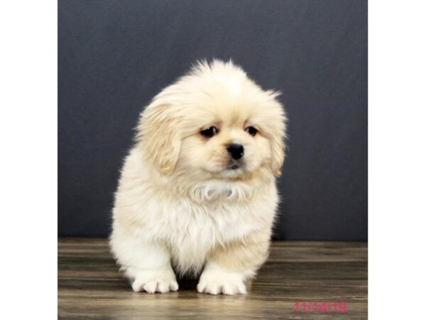 Pekingese DOG Male Cream 15887 Petland Iowa City, Iowa