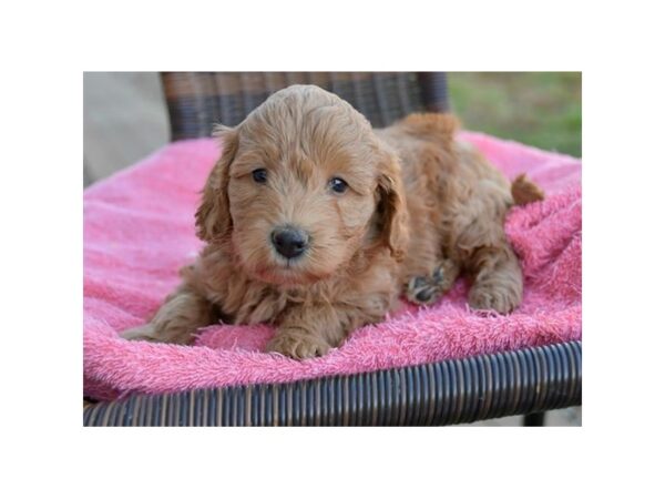 Goldendoodle Mini 2nd Gen DOG Female Red 15892 Petland Iowa City, Iowa