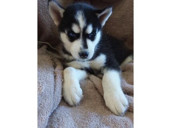 Siberian Husky DOG Male Black / White 15896 Petland Iowa City, Iowa