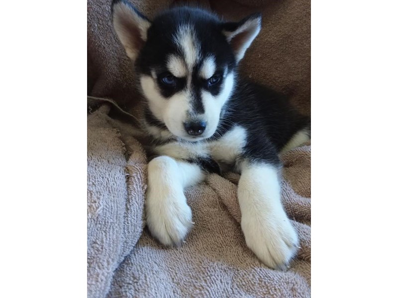 Siberian Husky Dog Male Black / White 15896