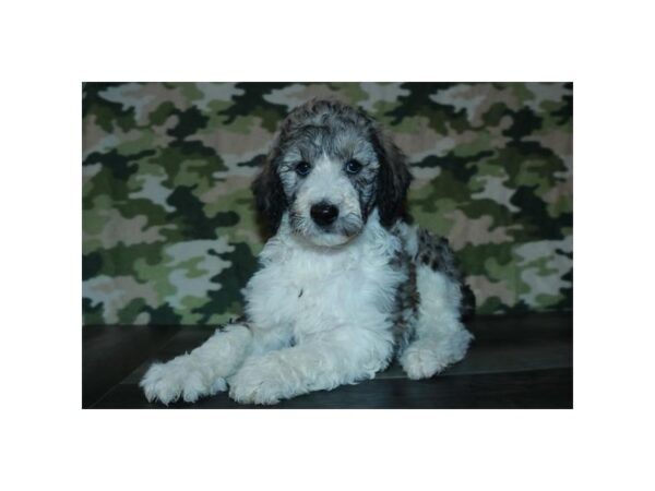 Poodle Standard DOG Female 15902 Petland Iowa City, Iowa