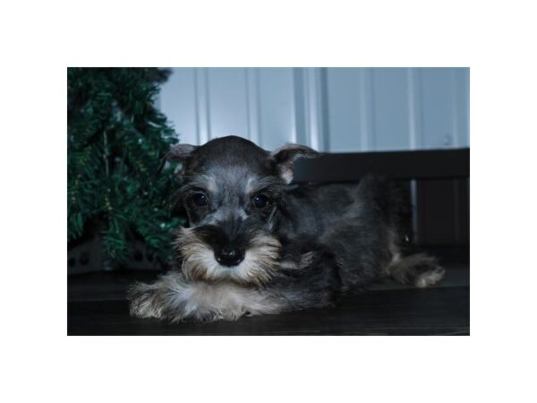 Miniature Schnauzer DOG Female Sable / White 15898 Petland Iowa City, Iowa