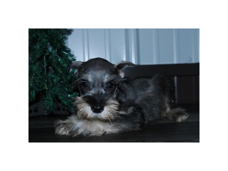 Miniature Schnauzer Dog Female Sable / White 15898