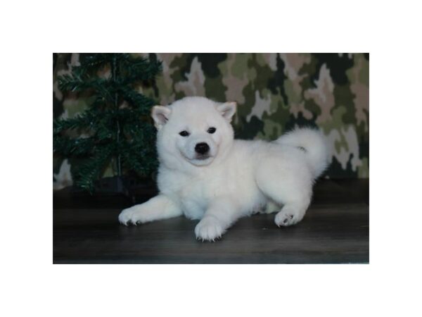 Shiba Inu DOG Male Cream 15900 Petland Iowa City, Iowa