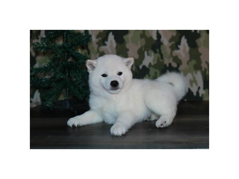 Shiba Inu Dog Male Cream 15900
