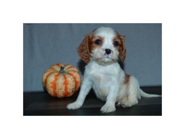 Cavalier King Charles Spaniel DOG Male Blenheim 15897 Petland Iowa City, Iowa