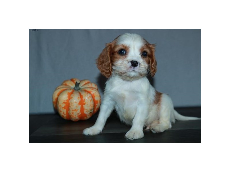Cavalier King Charles Spaniel Dog Male Blenheim 15897