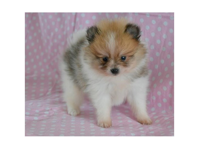 Pomeranian Dog Female Sable 15899