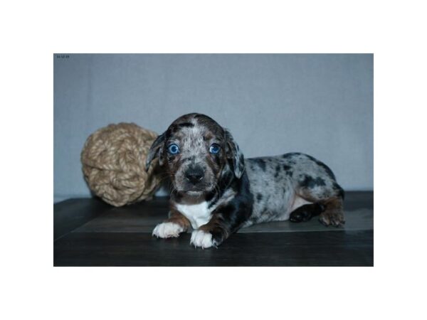 Boston Terrier/Dachshund DOG Female Blue Merle 15903 Petland Iowa City, Iowa