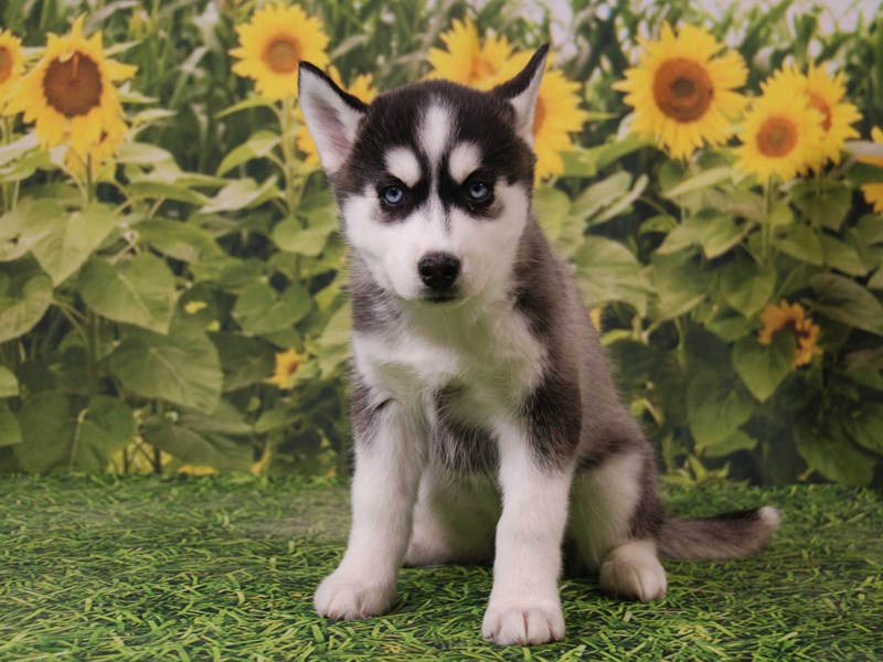 Siberian Husky Dog Female Black / White 15901