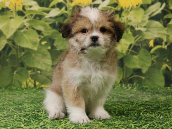 Maltese/Shih Tzu DOG Male Tri 15880 Petland Iowa City, Iowa