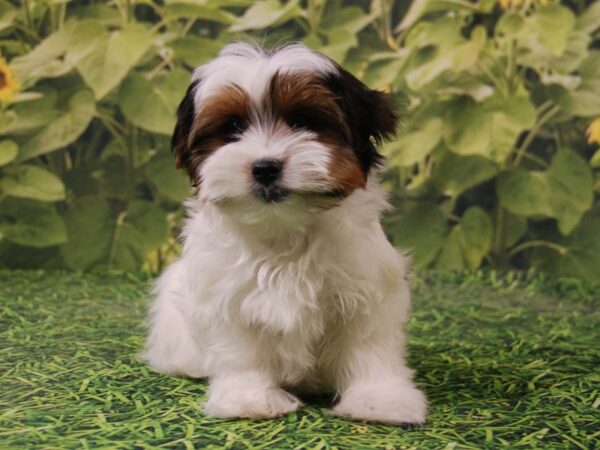 Biewer Terrier-DOG-Male-Black White / Gold-15904-Petland Iowa City, Iowa