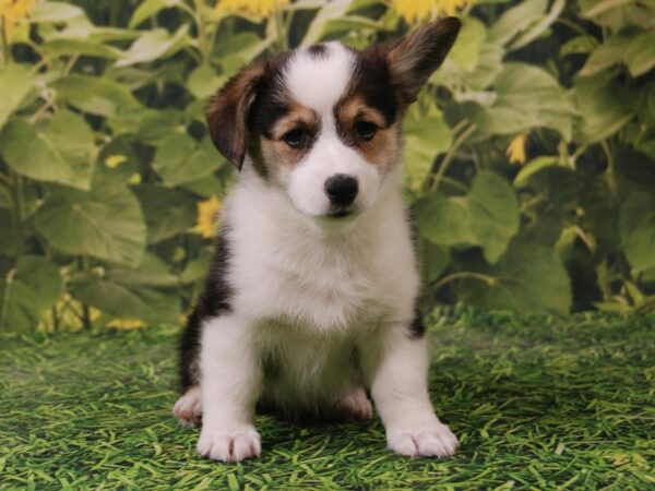 Pembroke Welsh Corgi DOG Female Tri-Colored 15888 Petland Iowa City, Iowa