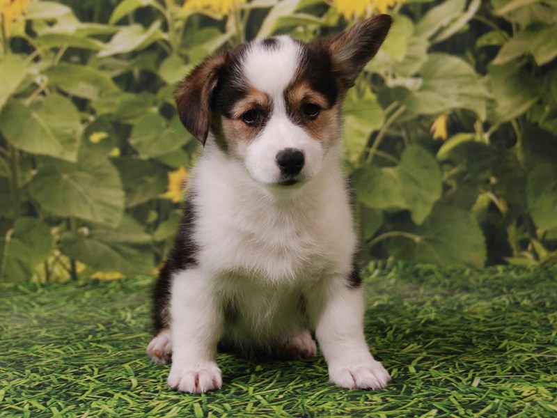 Pembroke Welsh Corgi Dog Female Tri-Colored 15888