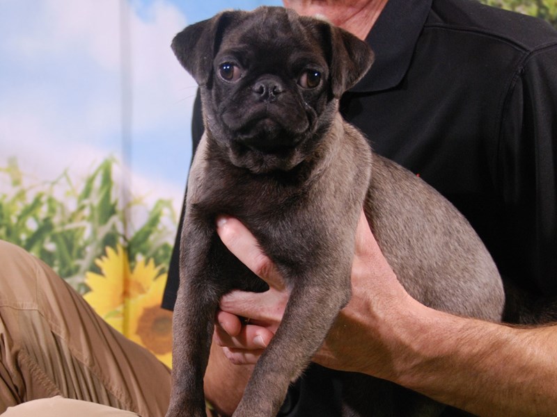 Pug Dog Female Silver 15895