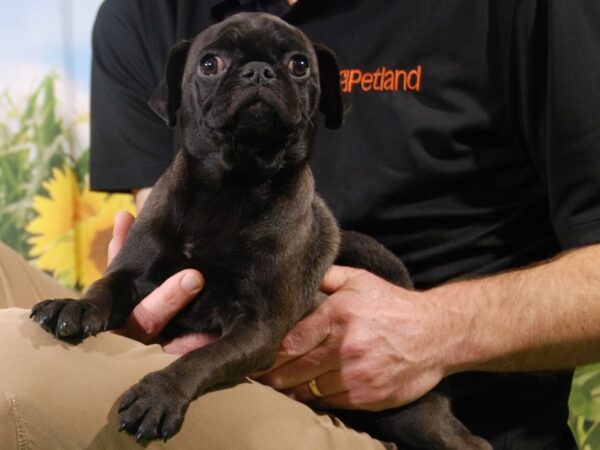 Pug DOG Male Silver 15876 Petland Iowa City, Iowa