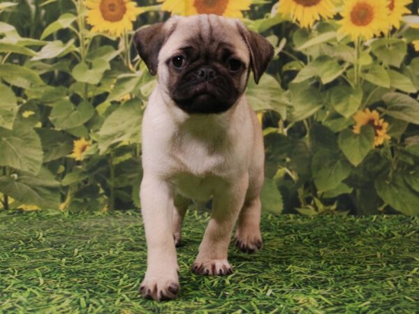 Pug DOG Male fAWN 15877 Petland Iowa City, Iowa