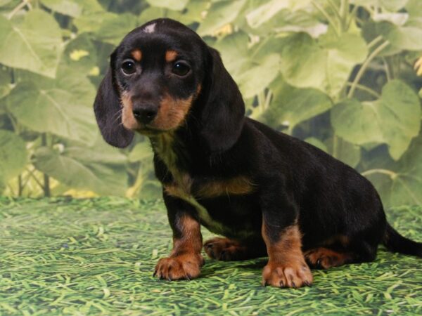 Dachshund DOG Male Black & Tan 15883 Petland Iowa City, Iowa