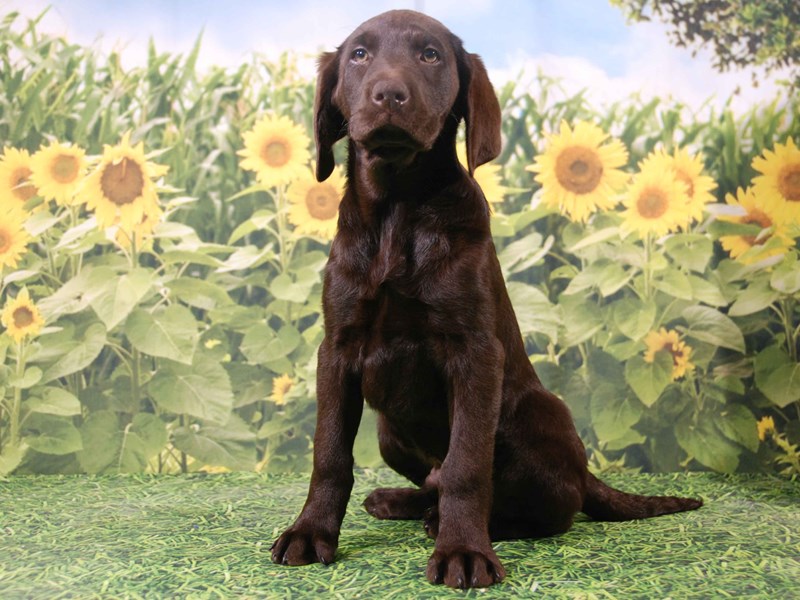 Labrador Retriever Dog Male Chocolate 15860
