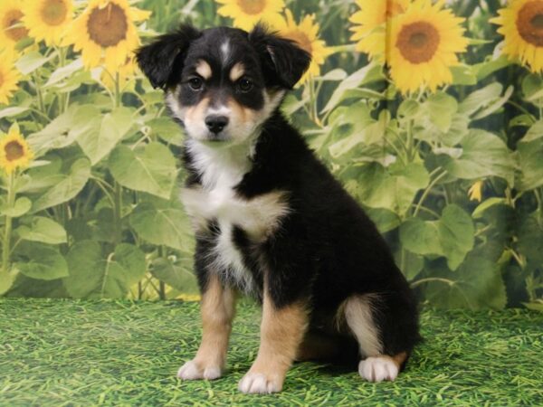 Toy Australian Shepherd DOG Male Black 15891 Petland Iowa City, Iowa