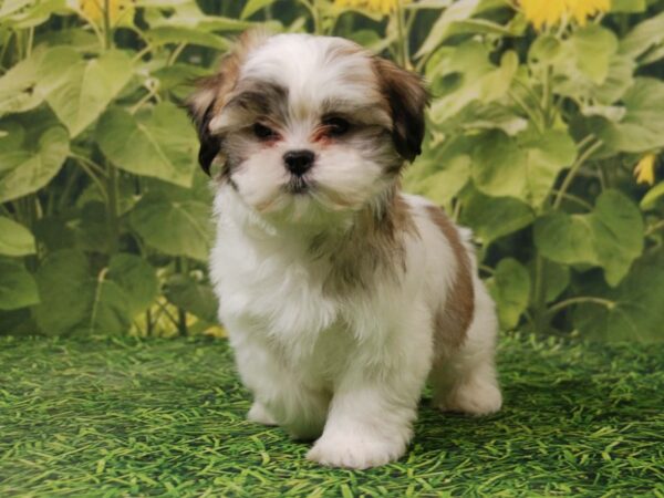 Maltese/Shih Tzu DOG Female Tri 15879 Petland Iowa City, Iowa