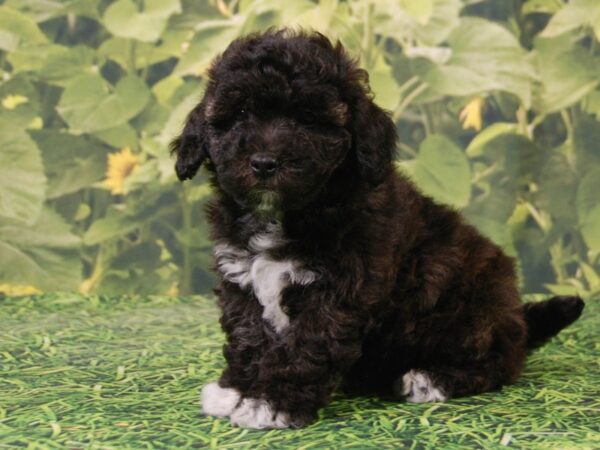 Bichon Frise / Poodle DOG Male BLACK 15893 Petland Iowa City, Iowa