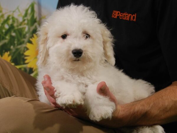 Bichon Frise DOG Male White 15815 Petland Iowa City, Iowa