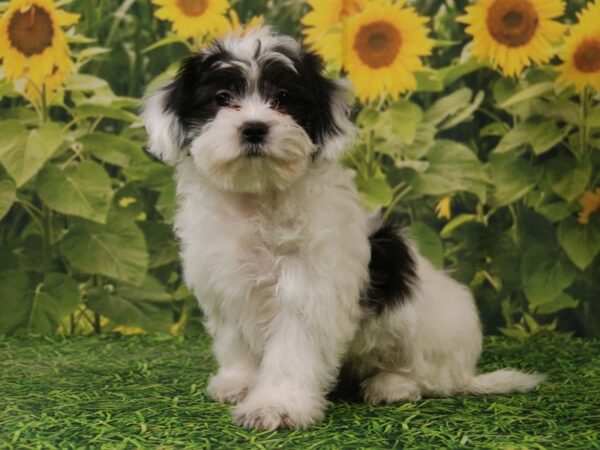 Bichon Frise/Havanese-DOG-Female-Black & White-15811-Petland Iowa City, Iowa